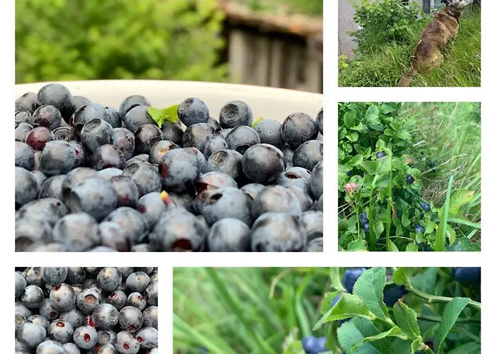 Il Mulino Di Aurora Dosso del Liro